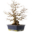 Carpinus coreana, 41,5 cm, ± 25 years old