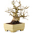 Carpinus coreana, 15,5 cm, ± 25 Jahre alt