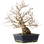 Carpinus coreana, 41,5 cm, ± 25 ans