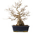 Carpinus coreana, 41,5 cm, ± 25 anni