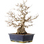 Carpinus coreana, 41,5 cm, ± 25 ans