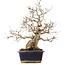 Carpinus coreana, 41,5 cm, ± 25 anni