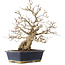 Carpinus coreana, 41,5 cm, ± 25 ans