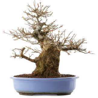 Acer palmatum, 36 cm, ± 20 jaar oud