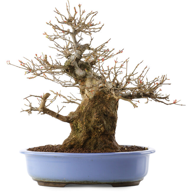Acer palmatum, 36 cm, ± 20 años