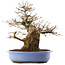 Acer palmatum, 36 cm, ± 20 jaar oud