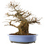 Acer palmatum, 36 cm, ± 20 ans