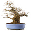 Acer palmatum, 36 cm, ± 20 jaar oud