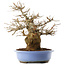Acer palmatum, 36 cm, ± 20 Jahre alt