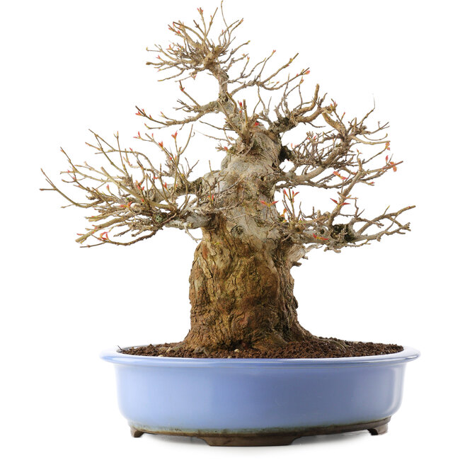 Acer palmatum, 36 cm, ± 20 years old