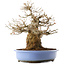 Acer palmatum, 36 cm, ± 20 ans