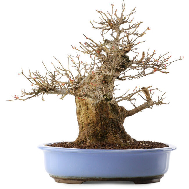 Acer palmatum, 36 cm, ± 20 jaar oud