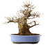 Acer palmatum, 36 cm, ± 20 ans