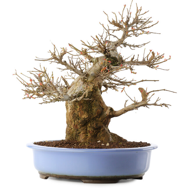 Acer palmatum, 36 cm, ± 20 jaar oud