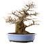 Acer palmatum, 36 cm, ± 20 ans