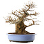 Acer palmatum, 36 cm, ± 20 Jahre alt