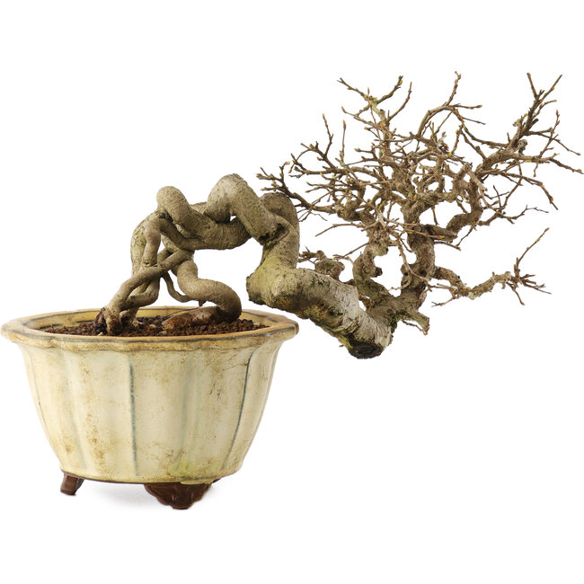 Carpinus coreana, 20 cm, ± 20 years old