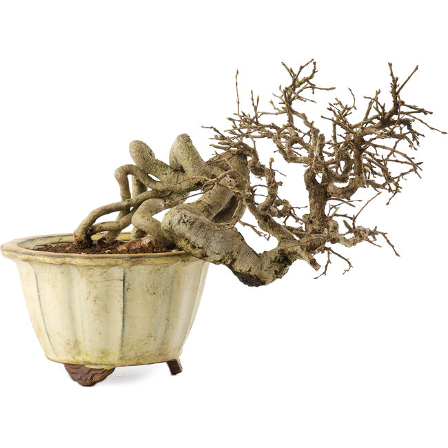 Carpinus coreana, 20 cm, ± 20 anni