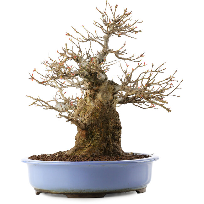 Acer palmatum, 36 cm, ± 20 años