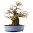 Acer palmatum, 36 cm, ± 20 ans