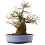 Acer palmatum, 36 cm, ± 20 jaar oud