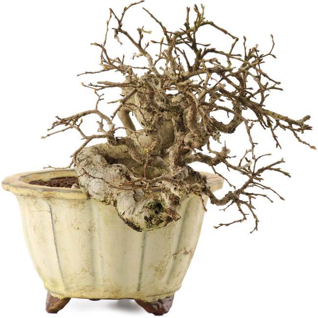 Carpinus coreana, 20 cm, ± 20 ans