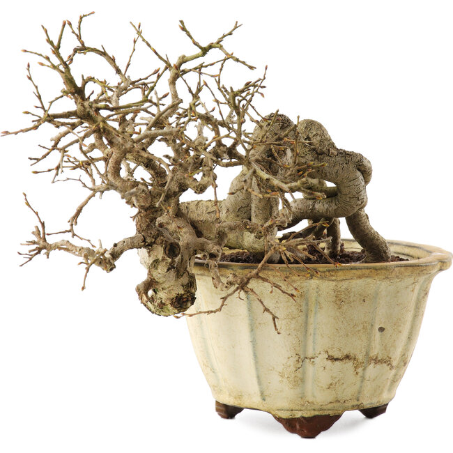 Carpinus coreana, 20 cm, ± 20 jaar oud