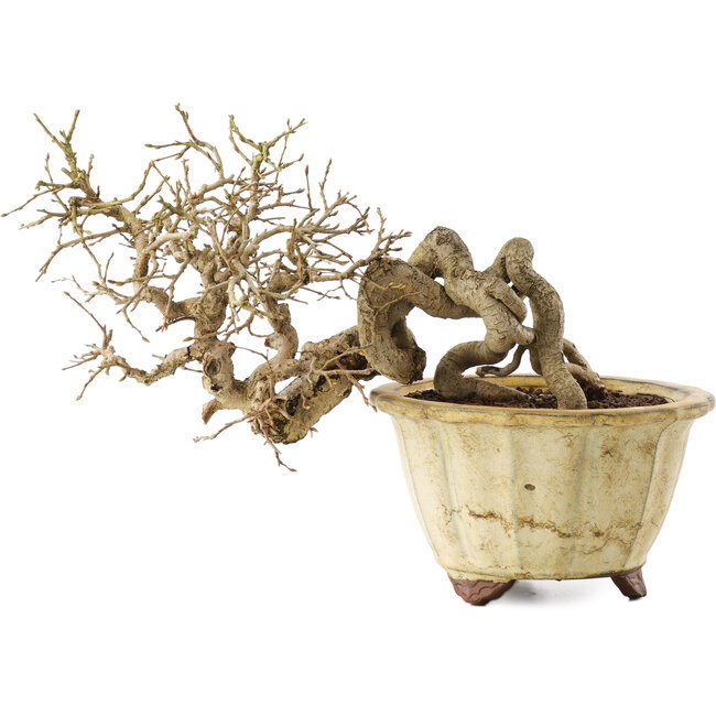 Carpinus coreana, 20 cm, ± 20 years old