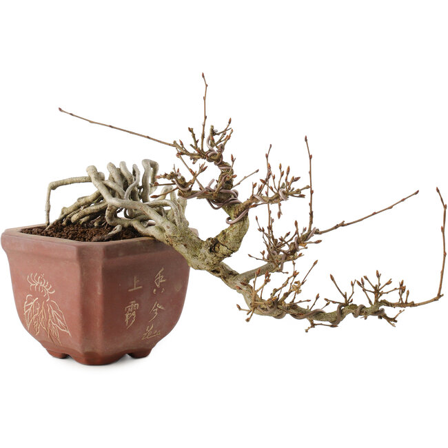 Carpinus coreana, 15 cm, ± 15 years old