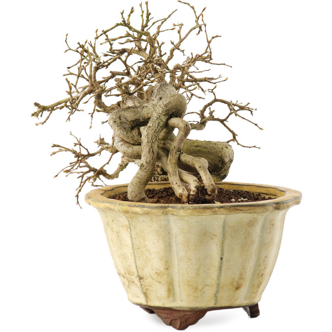 Carpinus coreana, 20 cm, ± 20 years old