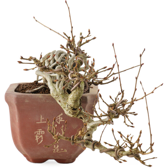 Carpinus coreana, 15 cm, ± 15 anni