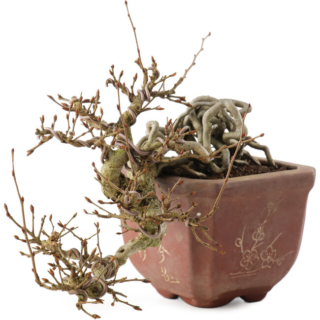 Carpinus coreana, 15 cm, ± 15 anni