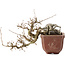 Carpinus coreana, 15 cm, ± 15 Jahre alt