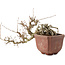 Carpinus coreana, 15 cm, ± 15 Jahre alt