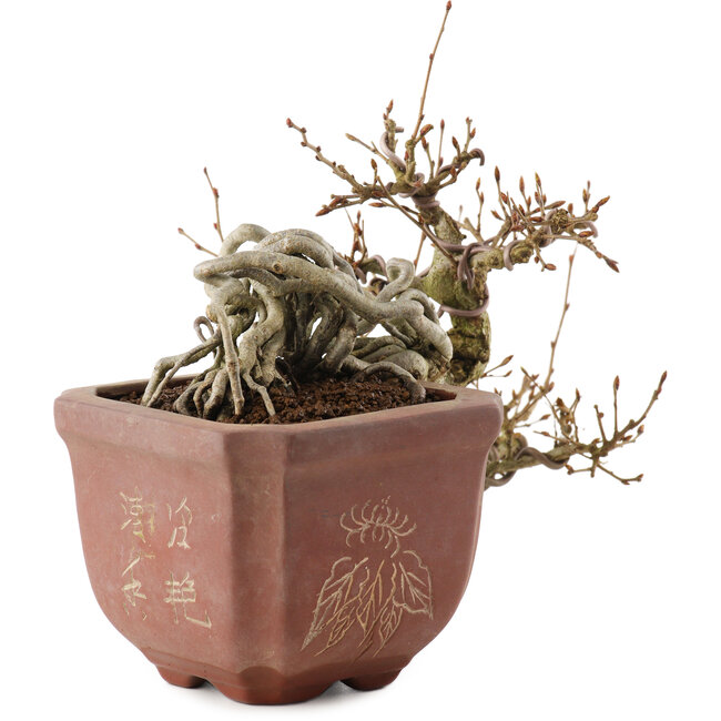 Carpinus coreana, 15 cm, ± 15 years old