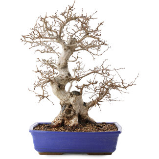 Carpinus coreana, 45 cm, ± 40 anni