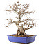 Carpinus coreana, 45 cm, ± 40 jaar oud