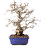 Carpinus coreana, 45 cm, ± 40 years old