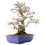 Carpinus coreana, 45 cm, ± 40 ans