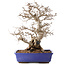 Carpinus coreana, 45 cm, ± 40 ans