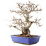 Carpinus coreana, 45 cm, ± 40 ans