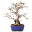 Carpinus coreana, 45 cm, ± 40 ans