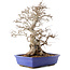 Carpinus coreana, 45 cm, ± 40 anni