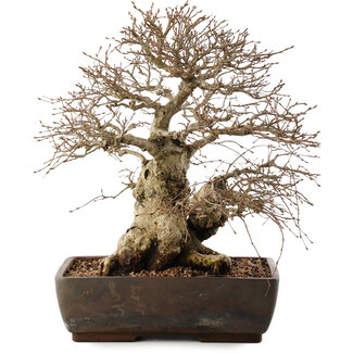 Carpinus coreana, 40 cm, ± 40 jaar oud