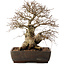 Carpinus coreana, 40 cm, ± 40 ans