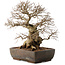 Carpinus coreana, 40 cm, ± 40 ans