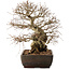 Carpinus coreana, 40 cm, ± 40 ans