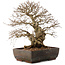 Carpinus coreana, 40 cm, ± 40 jaar oud