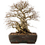 Carpinus coreana, 40 cm, ± 40 ans