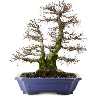 Carpinus coreana, 52,5 cm, ± 40 jaar oud